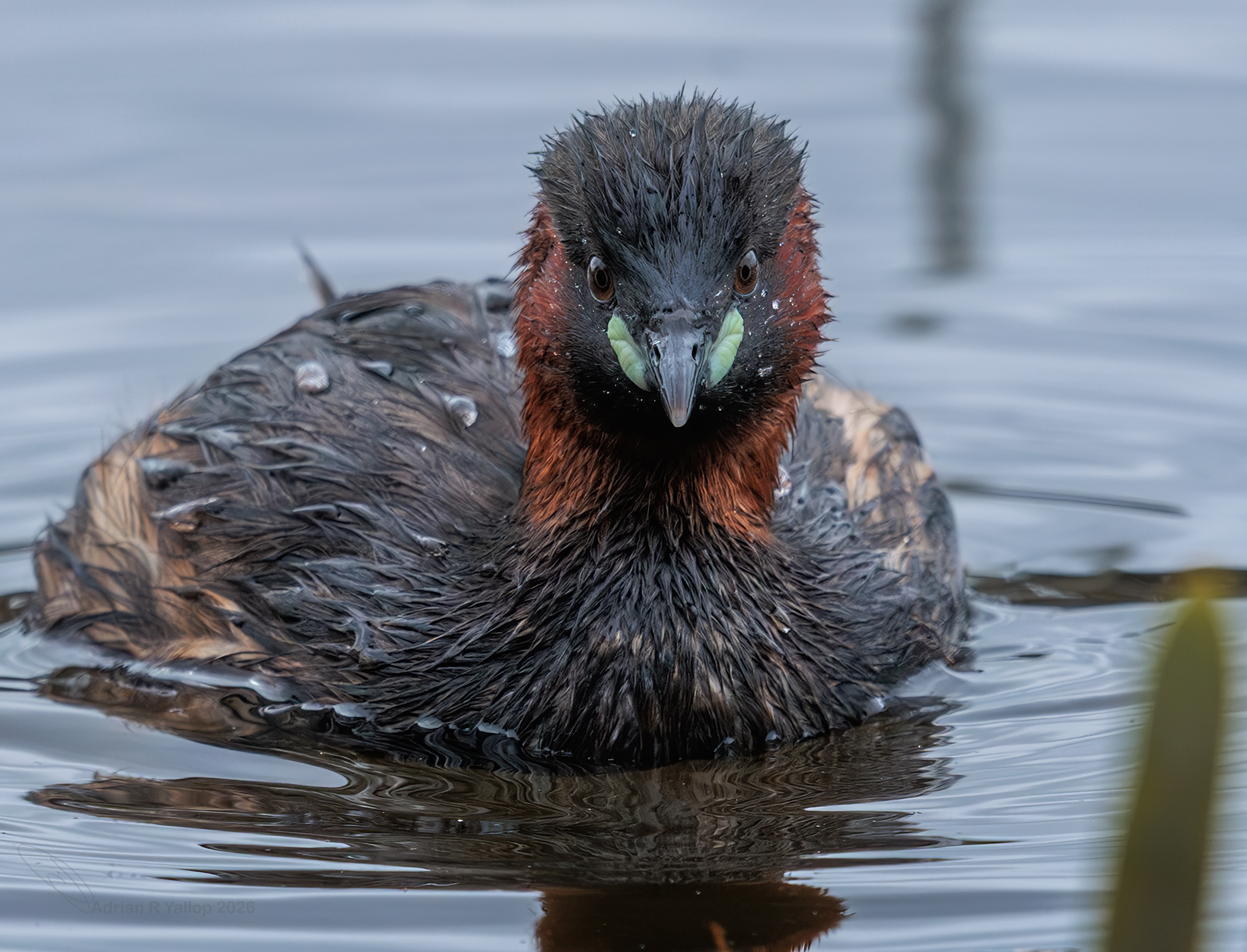 Tachybaptus ruficollis